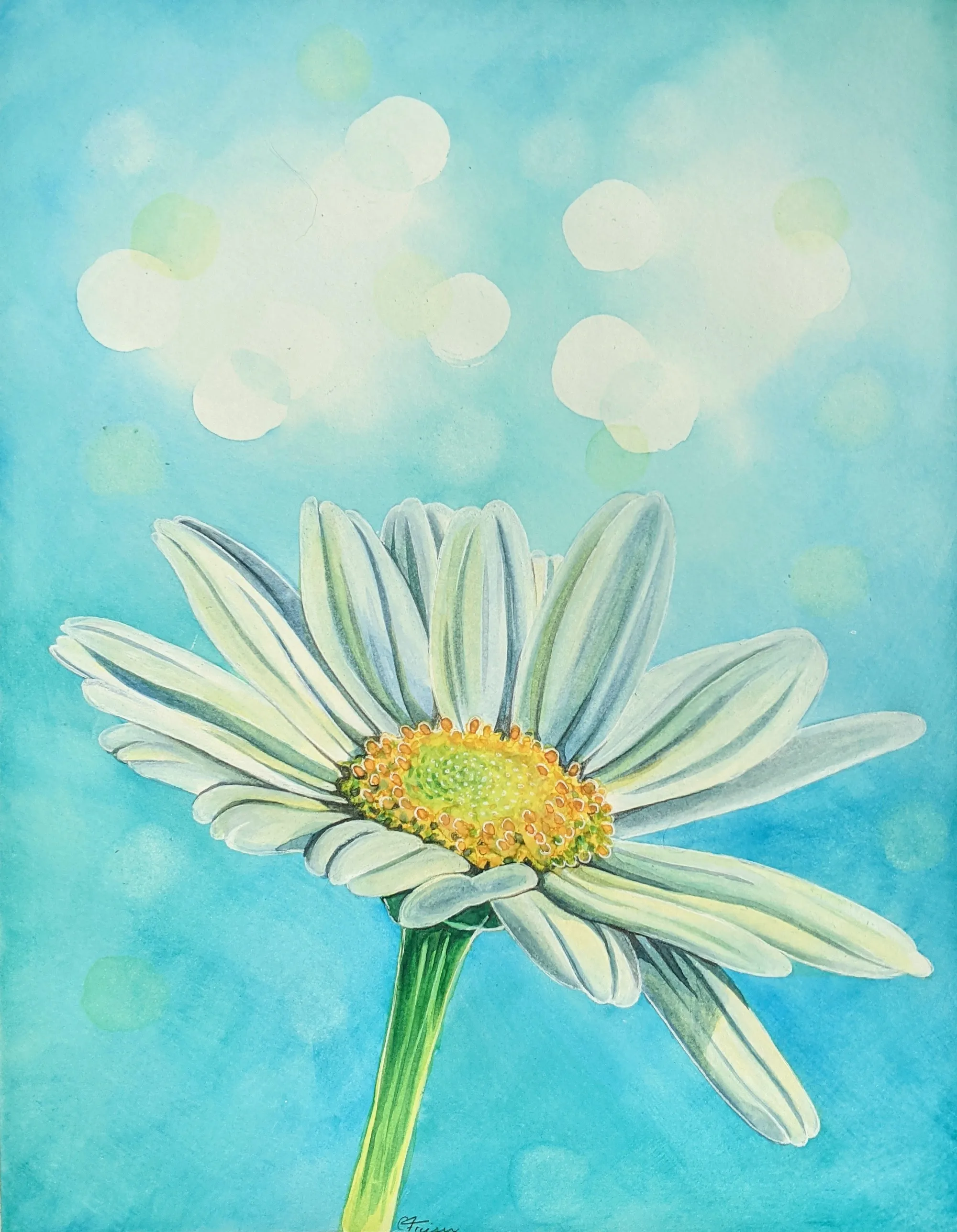 White daisy with a golden centre on a turquoise background.