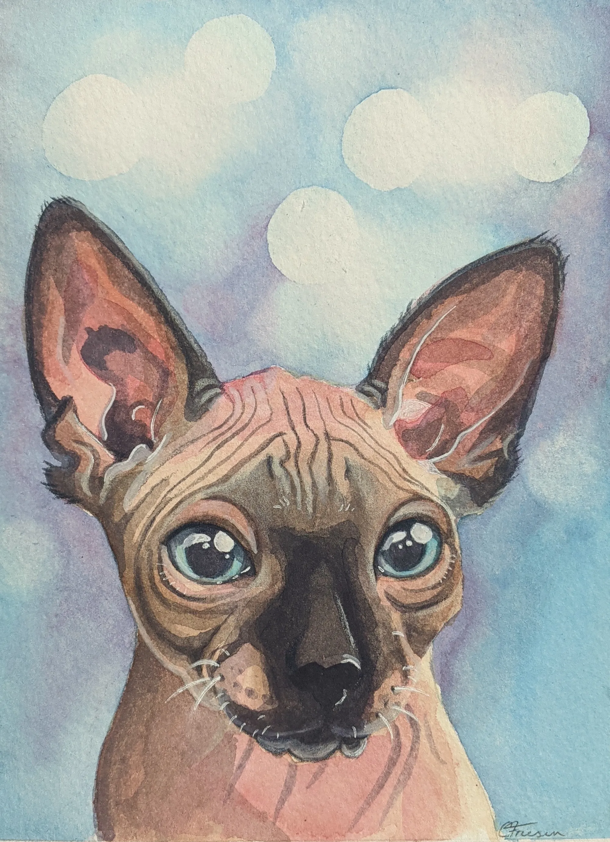 Hairless cat with blue-green eyes on a blue background.