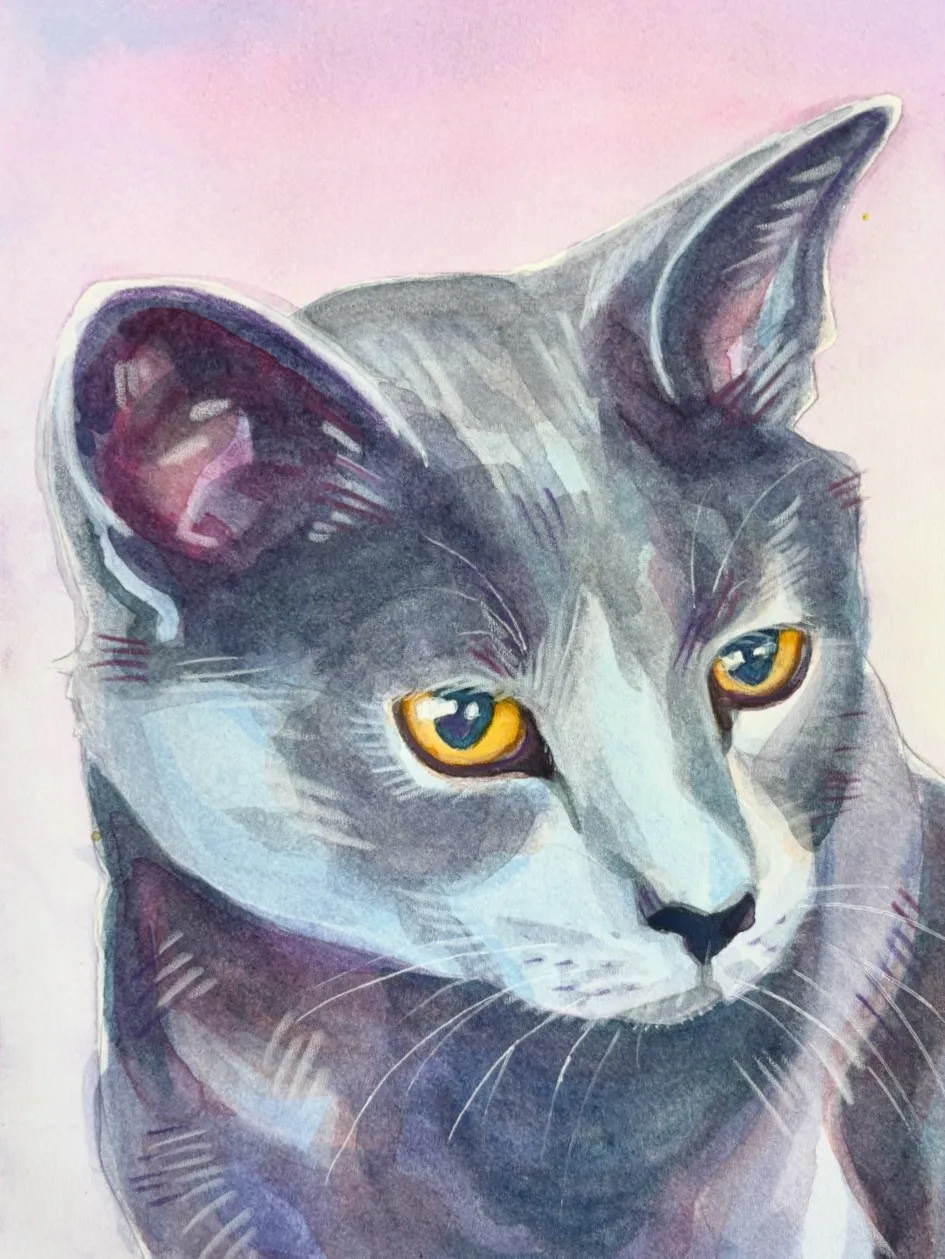 Grey cat with golden eyes on a pink background.