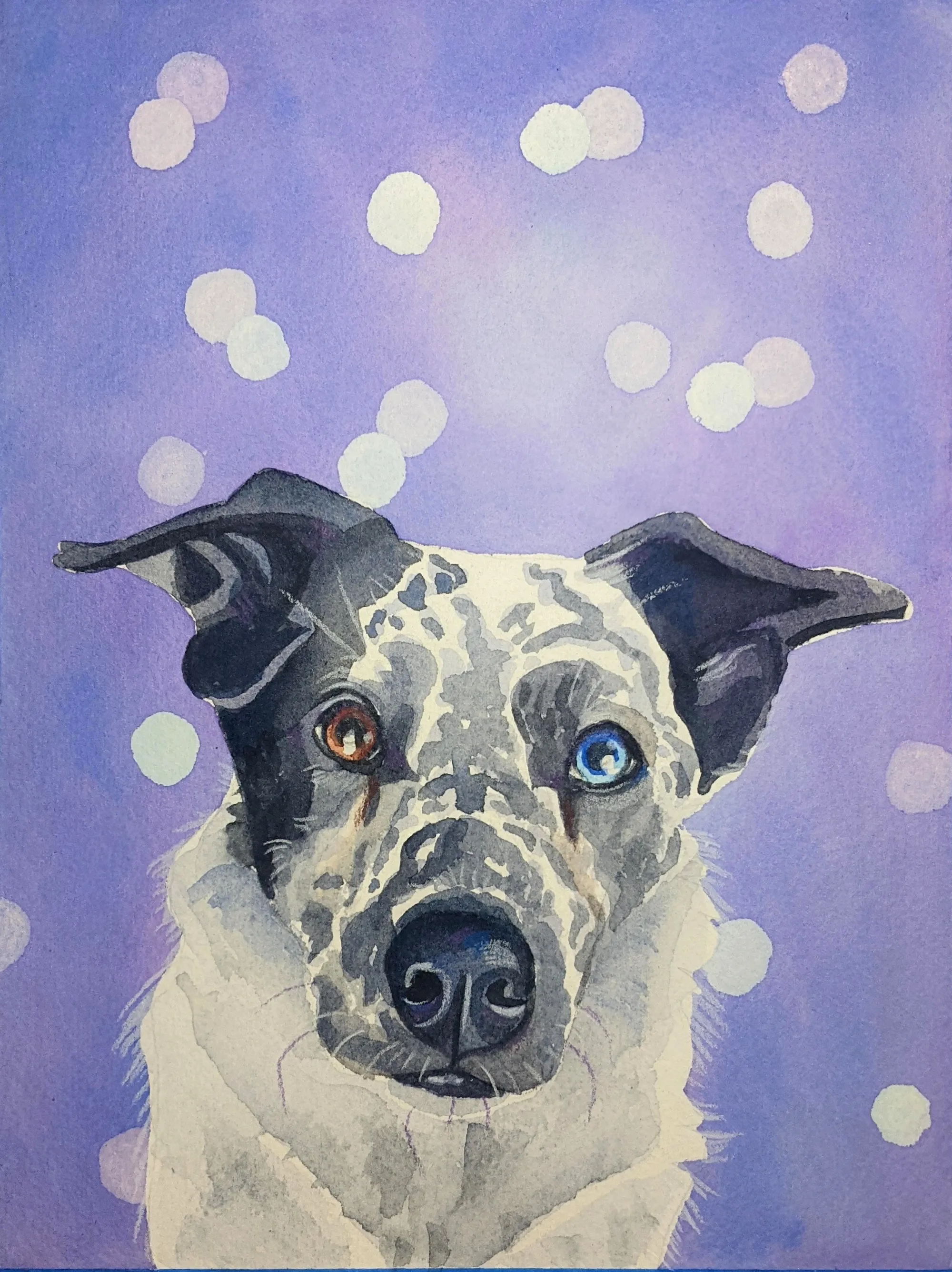 Grey-and-white dog with one blue eye and one brown eye on a purple background.