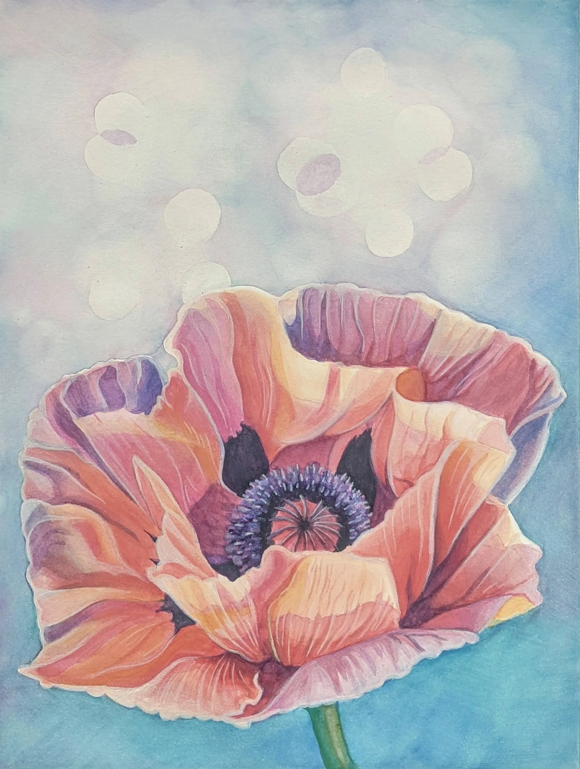 Pink-and-coral poppy on a blue background.