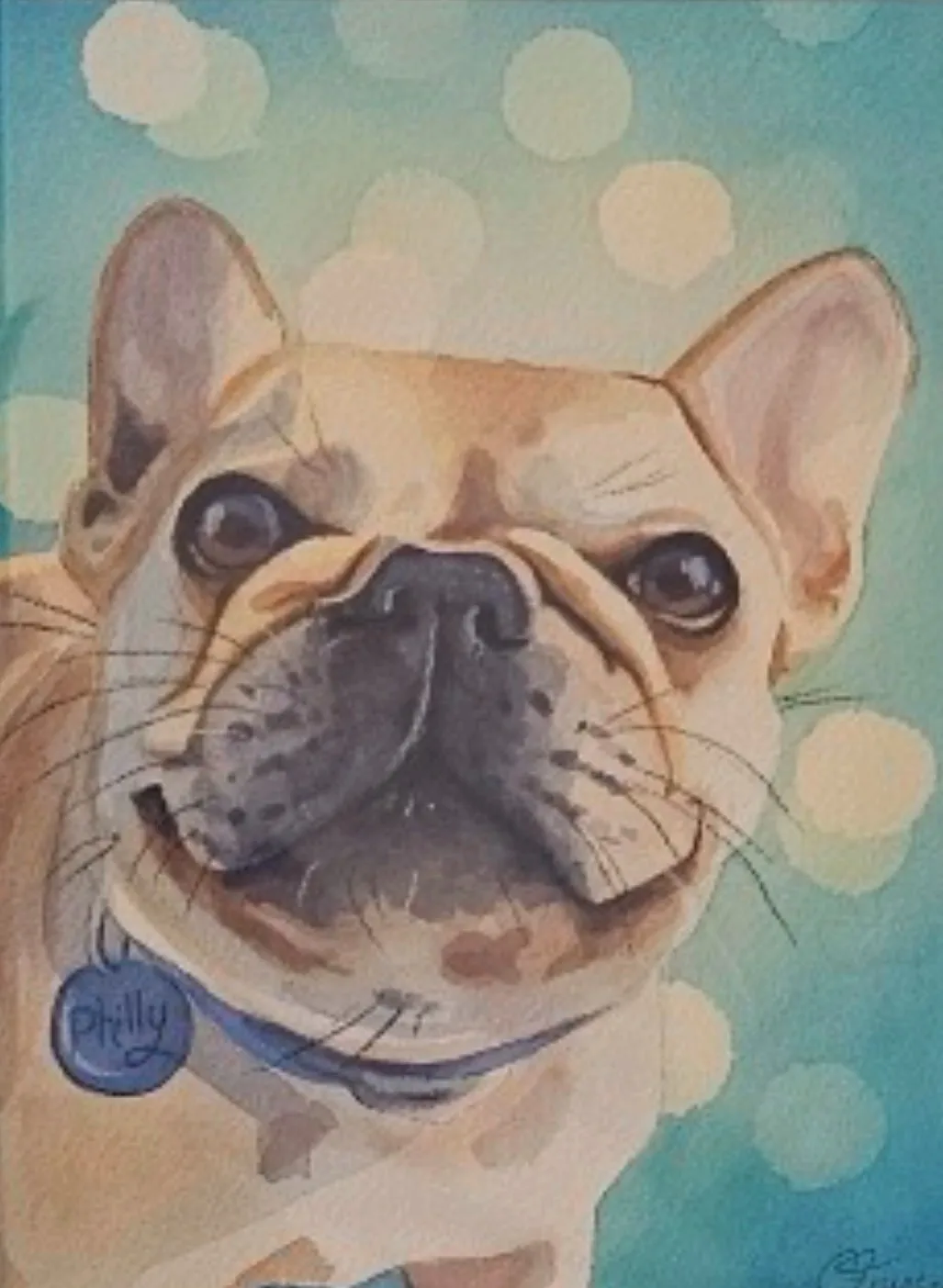 Cream French bulldog wearing a blue collar on a turquoise background.