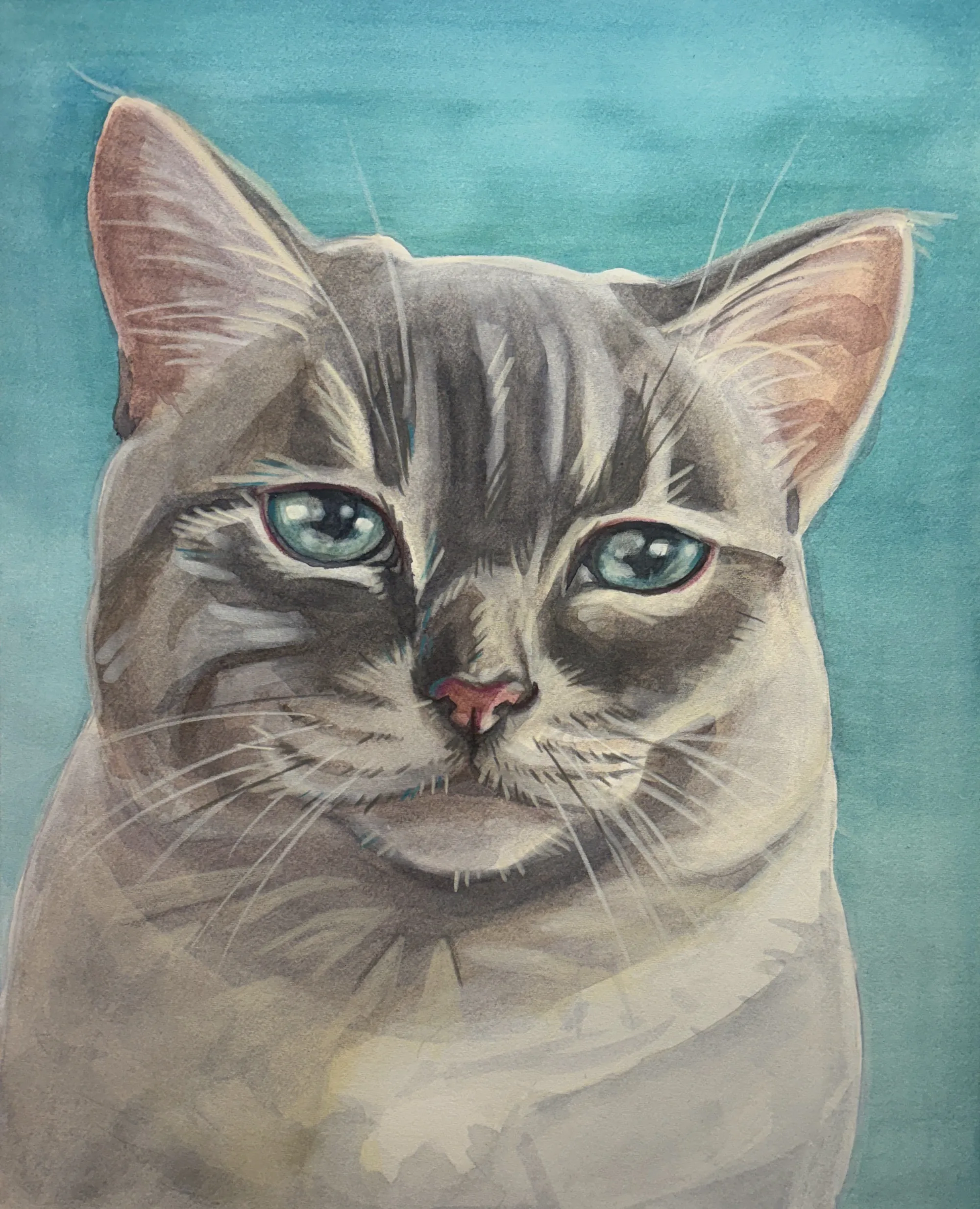 Grey tabby cat with blue-green eyes on a teal background.
