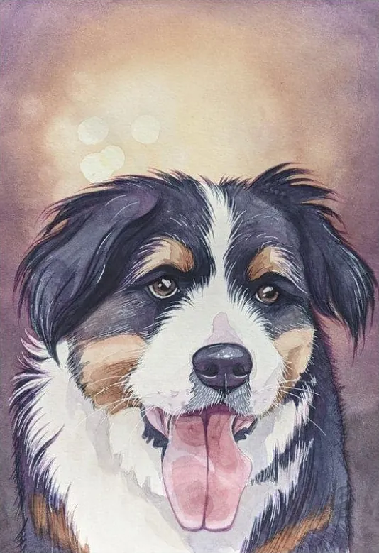 Tricolour long-haired dog with its tongue out on a mauve background.