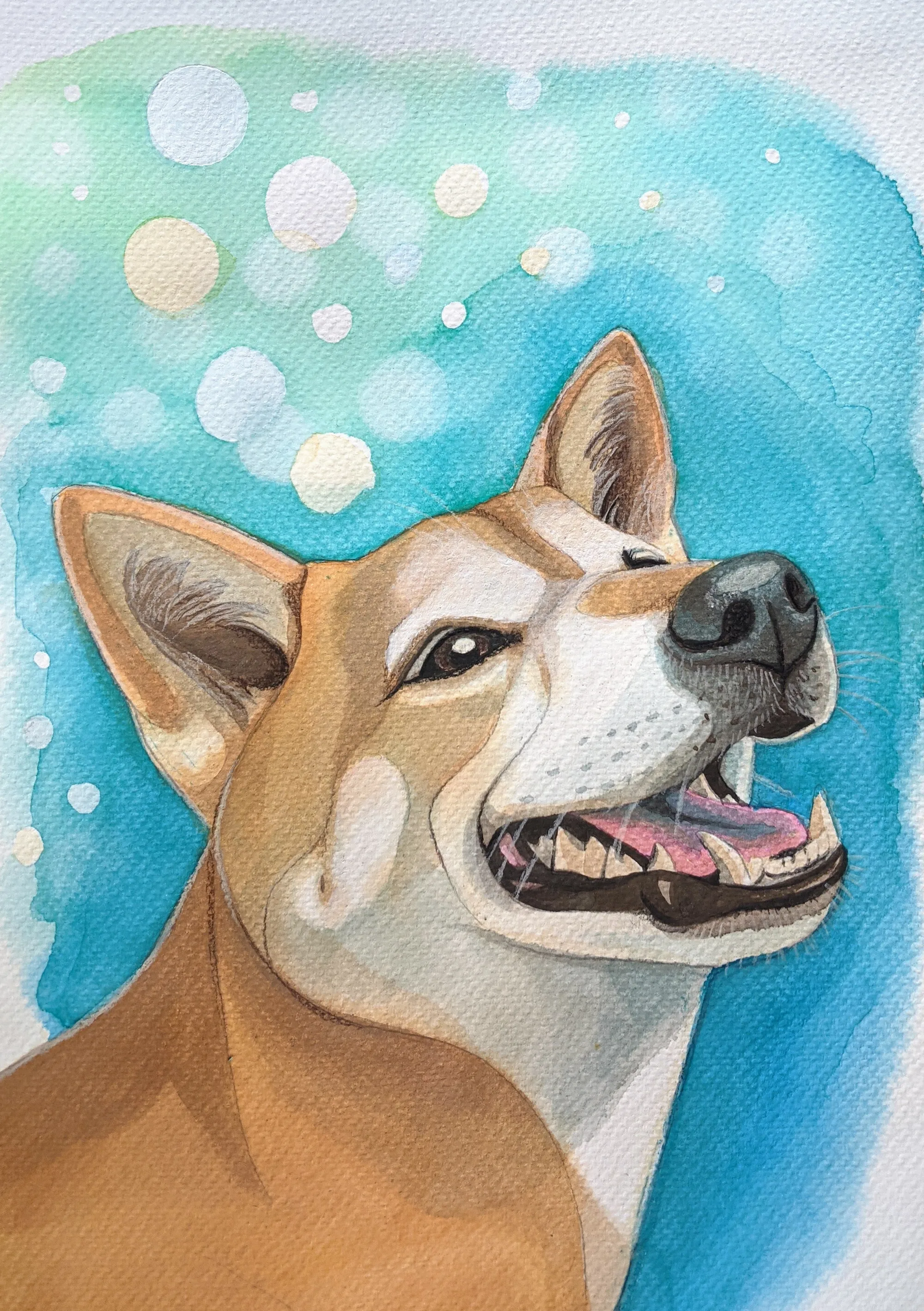 Tan-and-white dog looking upward on a turquoise background.