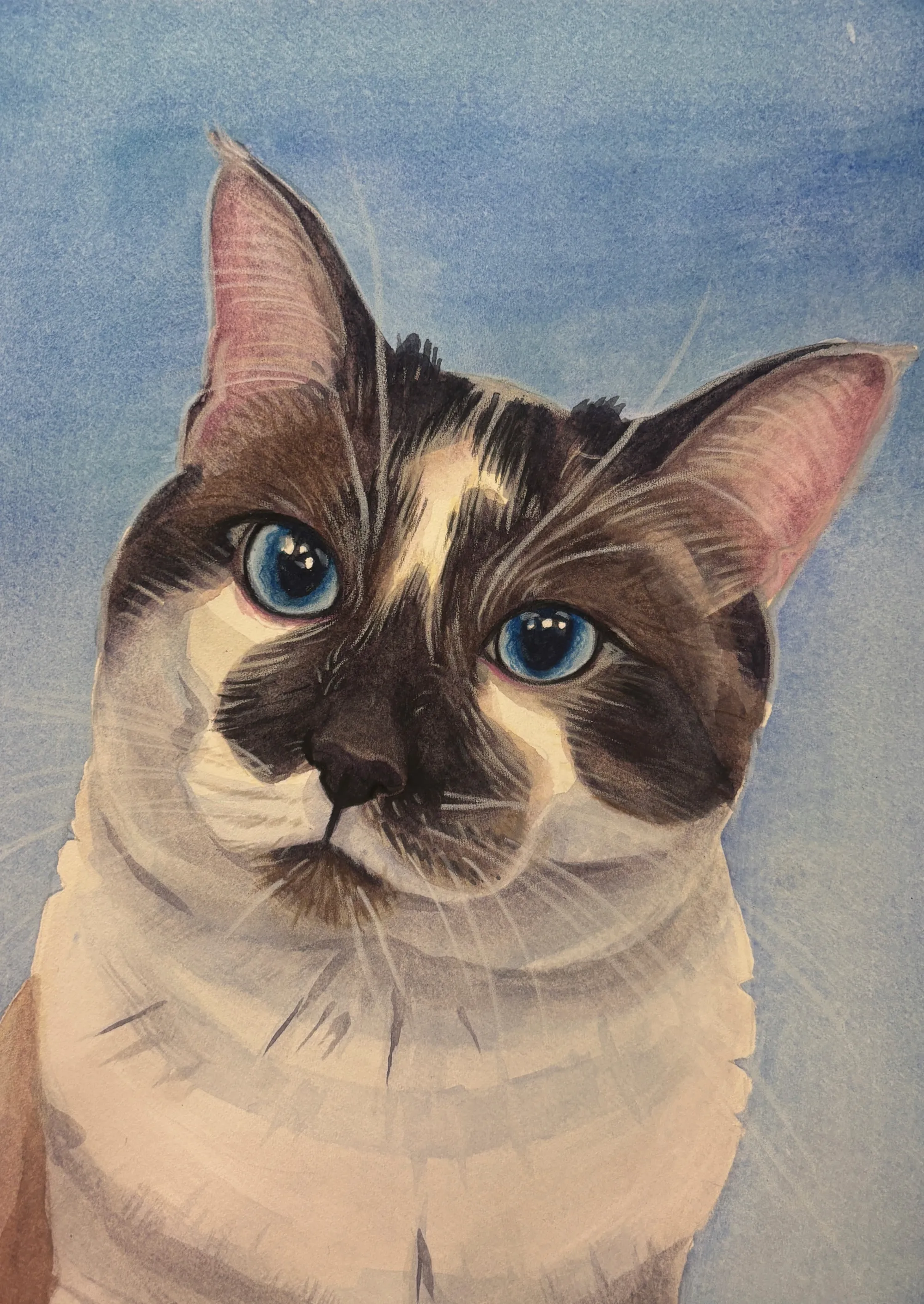 Blue-eyed cat with dark facial markings on a blue background.