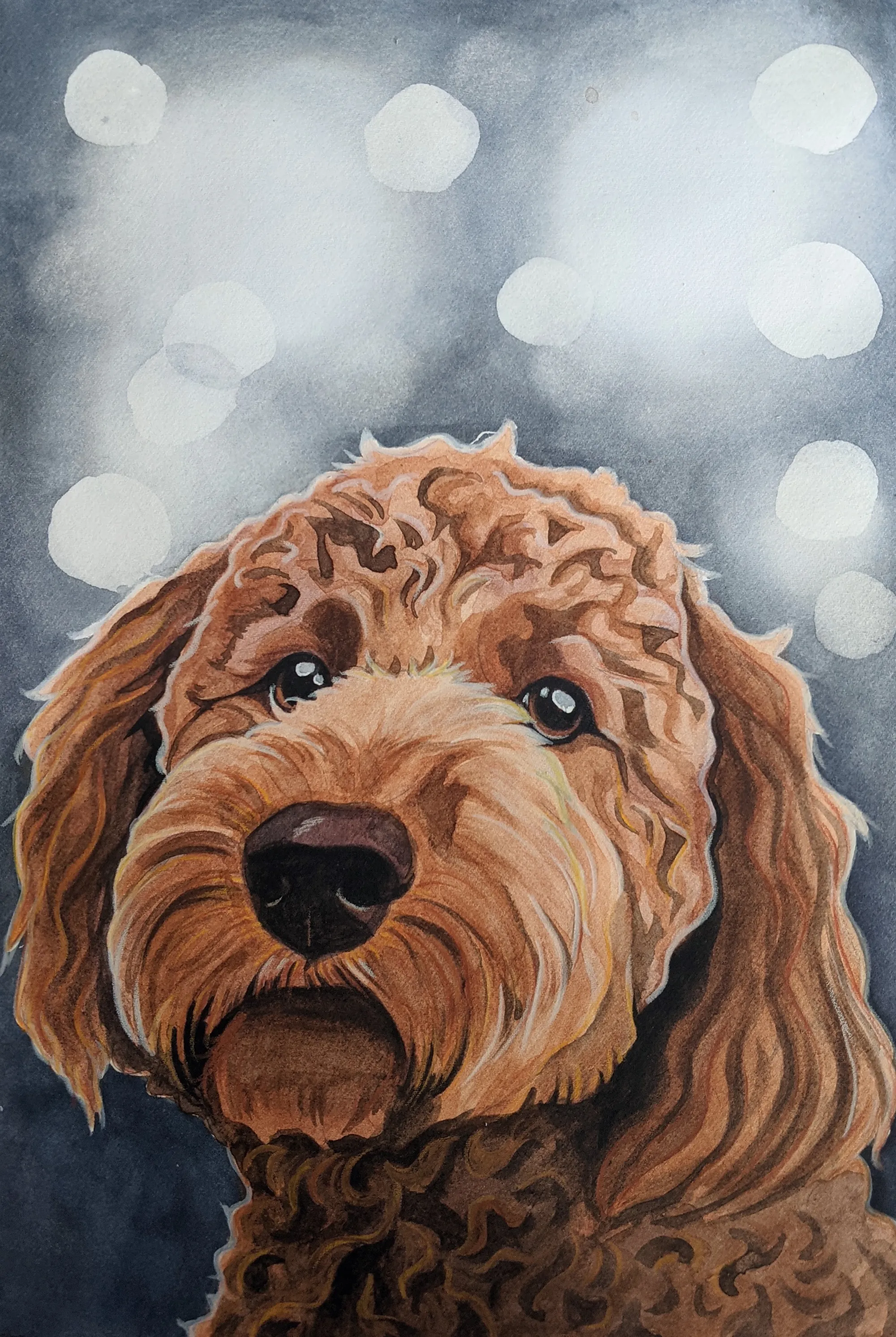 Golden-brown curly-haired dog on a grey-blue background.