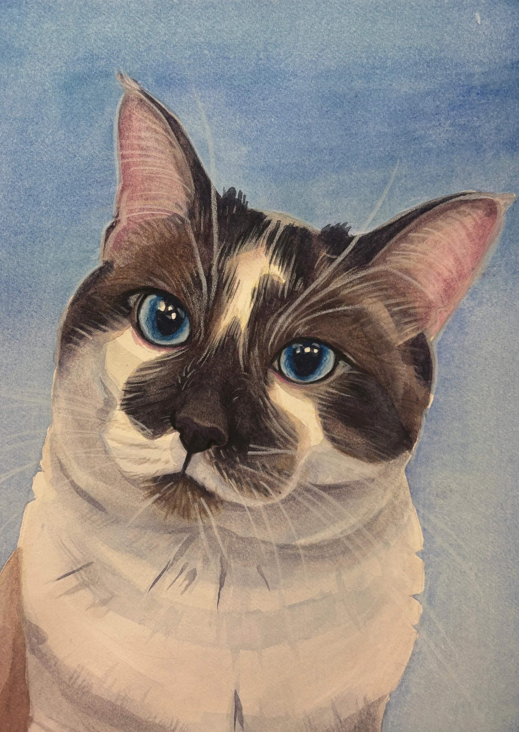 Blue-eyed cat with dark facial markings on a blue background.
