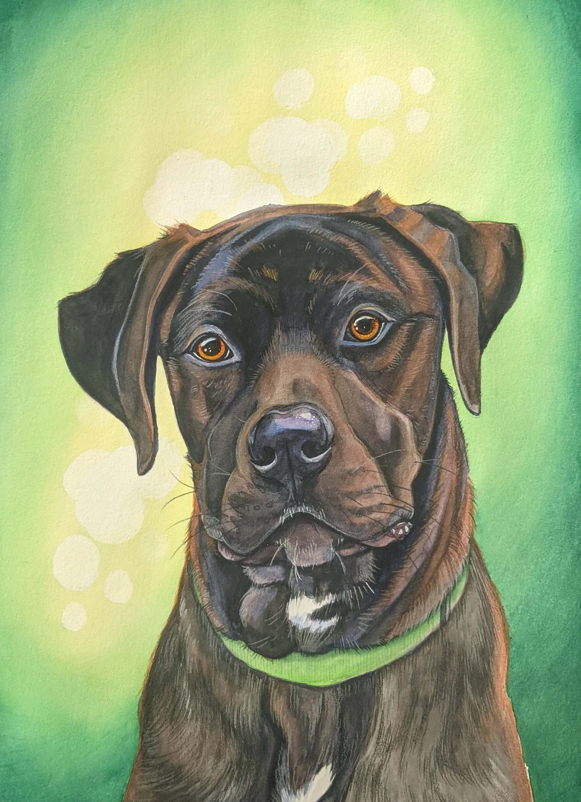 Brindle dog wearing a green collar on a green-and-yellow background.